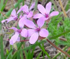 Attēlu rezultāti vaicājumam “Geraniaceae”