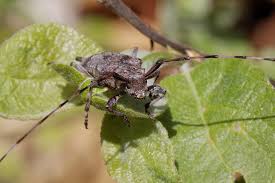 Attēlu rezultāti vaicājumam “Acanthocinus aedilis”