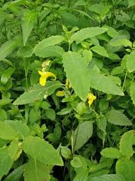 Attēlu rezultāti vaicājumam “Impatiens noli-tangere leaf”