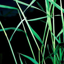 Attēlu rezultāti vaicājumam “Agrostis stolonifera subsp. straminea”