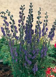 Image result for Aconitum napellus