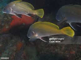 Image result for Sciaena umbra