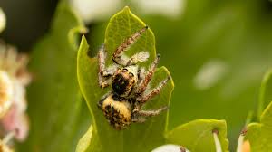 Attēlu rezultāti vaicājumam “Xanthogramma sp.”