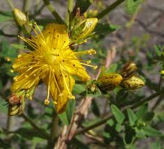 Attēlu rezultāti vaicājumam “Hypericum maculatum flower”