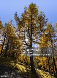 Attēlu rezultāti vaicājumam “Larix sibirica”