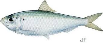 Image result for Petrus rupestris