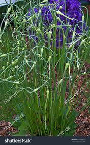 Attēlu rezultāti vaicājumam “Allium sativum”