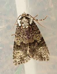 Attēlu rezultāti vaicājumam “Craniophora ligustri imago”