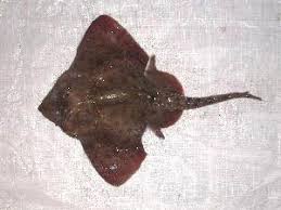 Image result for Amblyraja radiata