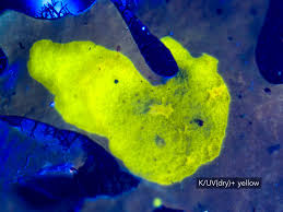 Attēlu rezultāti vaicājumam “Hypotrachyna sp.”