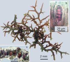 Attēlu rezultāti vaicājumam “Hildenbrandia rivularis”