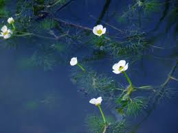 Attēlu rezultāti vaicājumam “Batrachium”