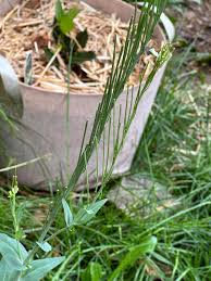 Attēlu rezultāti vaicājumam “Arabis glabra”