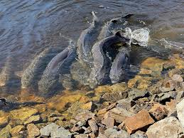 Image result for Huso fulvescens