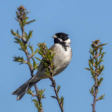 Attēlu rezultāti vaicājumam “Emberiza schoeniclus male”