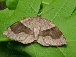 Attēlu rezultāti vaicājumam “Plagodis pulveraria”