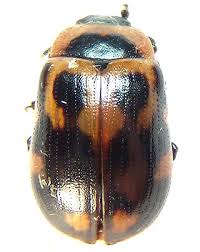 Attēlu rezultāti vaicājumam “Gonioctena viminalis”