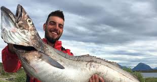 Image result for Merluccius merluccius