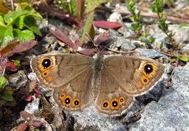 Attēlu rezultāti vaicājumam “Lasiommata petropolitana upperside”