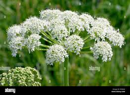 Image result for Heracleum sphondylium