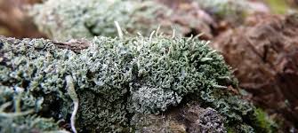 Attēlu rezultāti vaicājumam “Cladonia coniocraea”