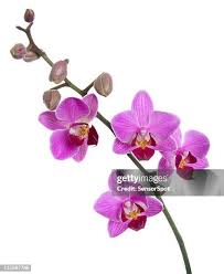 Attēlu rezultāti vaicājumam “Orchidaceae”