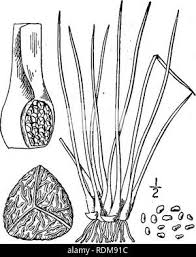 Attēlu rezultāti vaicājumam “Isoetaceae”