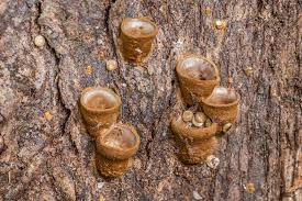 Attēlu rezultāti vaicājumam “Crucibulum laeve”