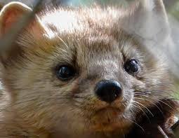 Attēlu rezultāti vaicājumam “Martes”