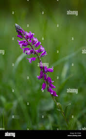 Attēlu rezultāti vaicājumam “Polygalaceae”