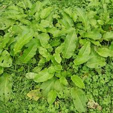 Attēlu rezultāti vaicājumam “Rumex aquaticus leaf”