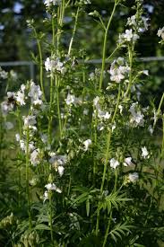 Image result for Polemonium coeruleum album