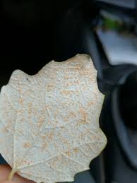 Attēlu rezultāti vaicājumam “Melampsora populnea”