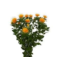 Image result for Carthamus tinctorius