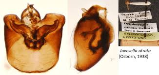 Attēlu rezultāti vaicājumam “Javesella pellucida male”