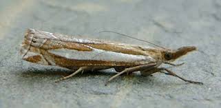 Attēlu rezultāti vaicājumam “Crambus hamella”