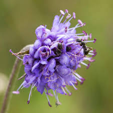 Image result for Succisa pratensis