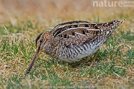 Image result for Gallinago delicata
