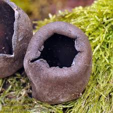 Attēlu rezultāti vaicājumam “Urnula craterium”