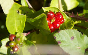 Attēlu rezultāti vaicājumam “Lonicera caprifolium fruit”