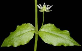 Attēlu rezultāti vaicājumam “Stellaria uliginosa”