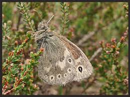 Attēlu rezultāti vaicājumam “Coenonympha tullia underside”