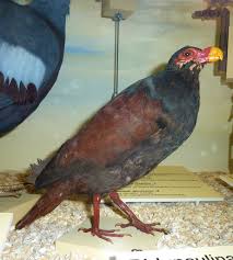 Attēlu rezultāti vaicājumam “Didymium tussilaginis”