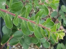 Attēlu rezultāti vaicājumam “Arctostaphylos uva-ursi fruit”