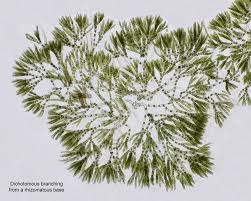 Attēlu rezultāti vaicājumam “Chaetophora pisiformis”