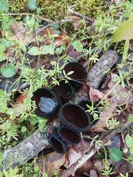 Attēlu rezultāti vaicājumam “Urnula craterium”