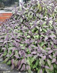 Image result for Salvia officinalis