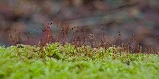 Attēlu rezultāti vaicājumam “Acrocarpous mosses”