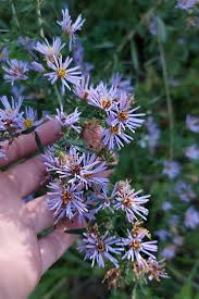 Attēlu rezultāti vaicājumam “Symphyotrichum x salignum leaf”