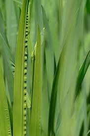 Attēlu rezultāti vaicājumam “Phragmites communis leaf”